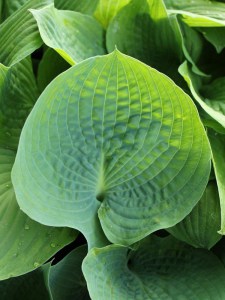 Funkia (Hosta) Abiqua Drinking Gourd zdjęcie 5